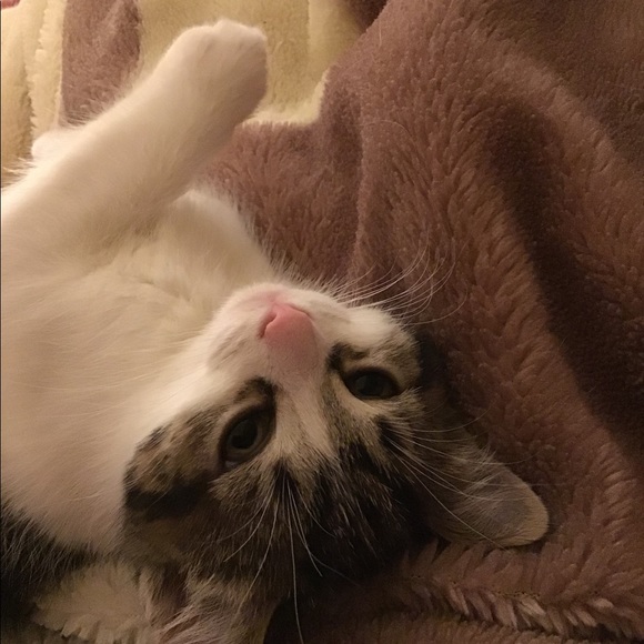 Meet your Posher, Khadijah - Picture 1 of 1